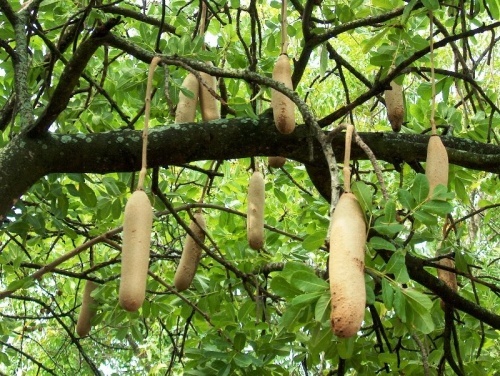 Quả[-]cây[-]Kigelia,[-]một[-]loài[-]cây[-]của[-]châu[-]Phi,[-]thường[-]dài[-]từ[-]30[-]-[-]100[-]cm[-]và[-]nặng[-]khoảng[-]5[-]-[-]10[-]kg.[-]Hoa[-](và[-]sau[-]này[-]là[-]quả)[-]cây[-]này[-]được[-]treo[-]ngược[-]lơ[-]lửng[-]dưới[-]cành[-]cây[-]bằng[-]những[-]chiếc[-]cuống[-]dài[-]từ[-]2[-]-[-]6[-]mét.[-]